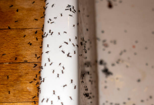 Best Best Pest Control Companies  in Brunswick, NC