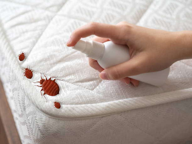Flea Control Services in Brunswick, NC