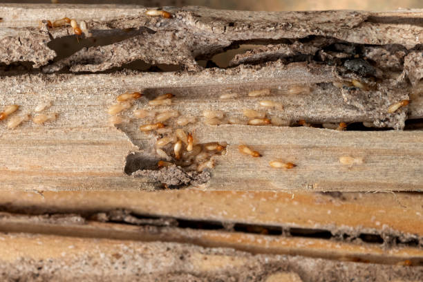 Best Termite Control Services  in Brunswick, NC