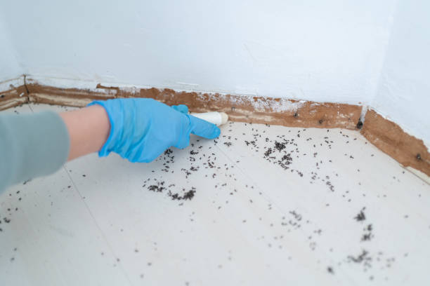 Best Emergency Pest Control  in Brunswick, NC